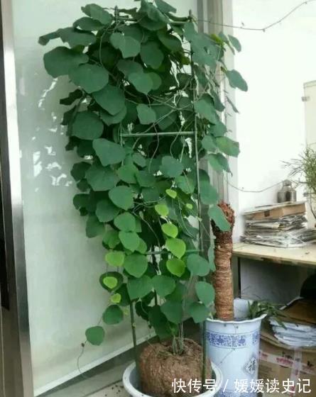 6种“养不死”的漂亮花,皮实好养真省心,新手随便一养就爆盆