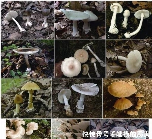 野蘑菇|警惕这道“菜”不要随便吃,最近已致多人死亡