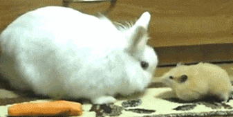 |搞笑GIF:看完这图片后你们还敢做伴娘伴郎不