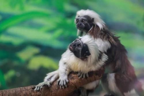 最潮流发型，你pick哪一个？