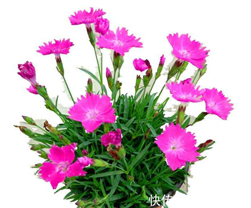 三种实力强劲的开花机器,花朵特别漂亮,常年开花不断,值得养