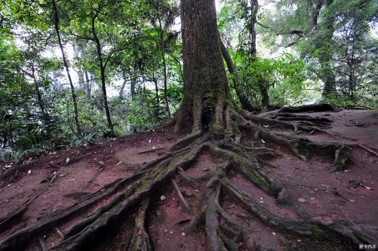 牛年逢春：云山林海領秀了大美峨眉山