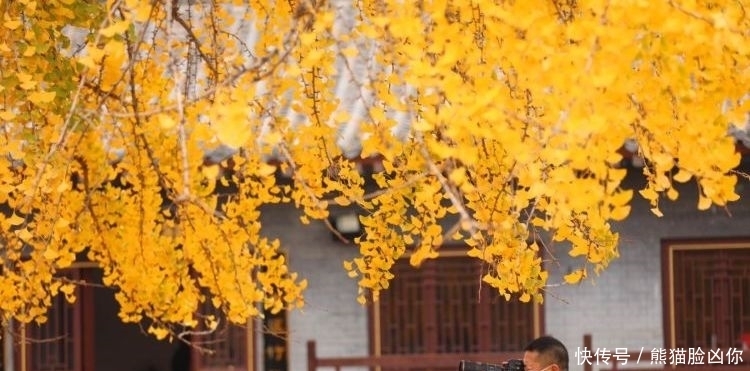 城阳这座千年古寺，有棵银杏美出天际！