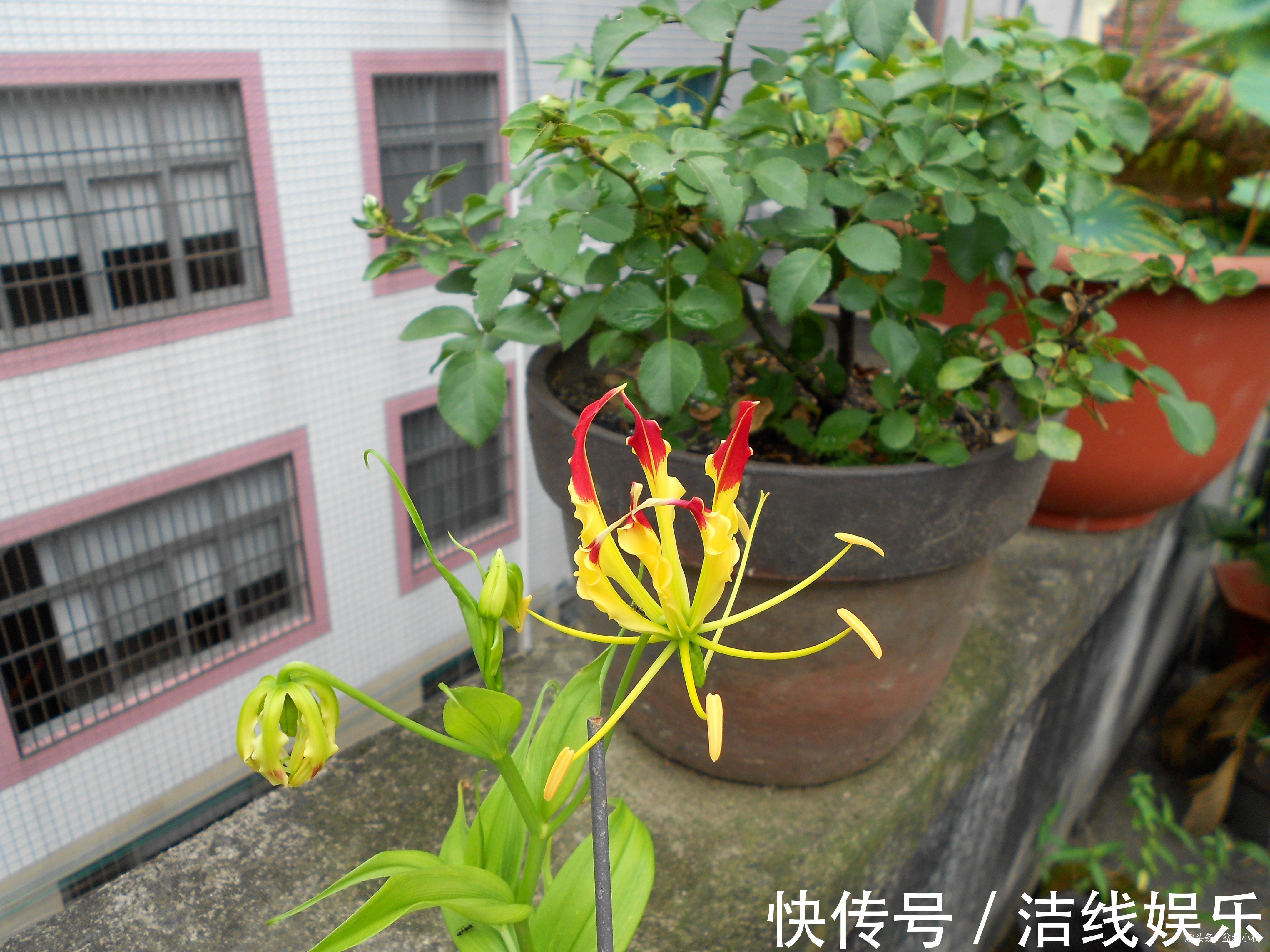 一种可以爬墙的百合,高贵又典雅,人称“嘉兰百合”,好养吗