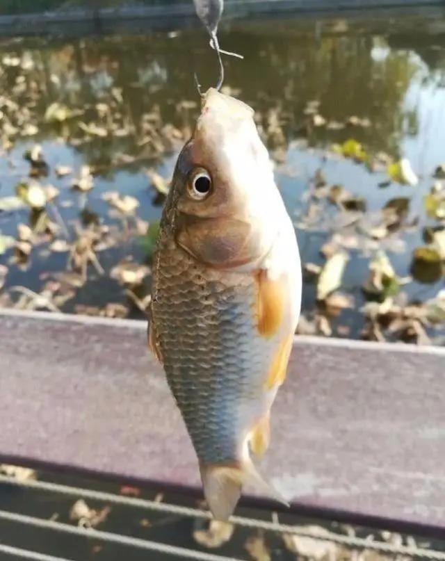 浮漂|传统钓很落后?这种钓法连饵料都不用,可它专攻水底大鲫大鲤