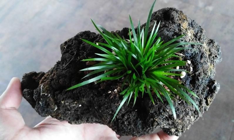 水培|大石头、小石头,养花各有妙用,身边的朋友全抢疯了