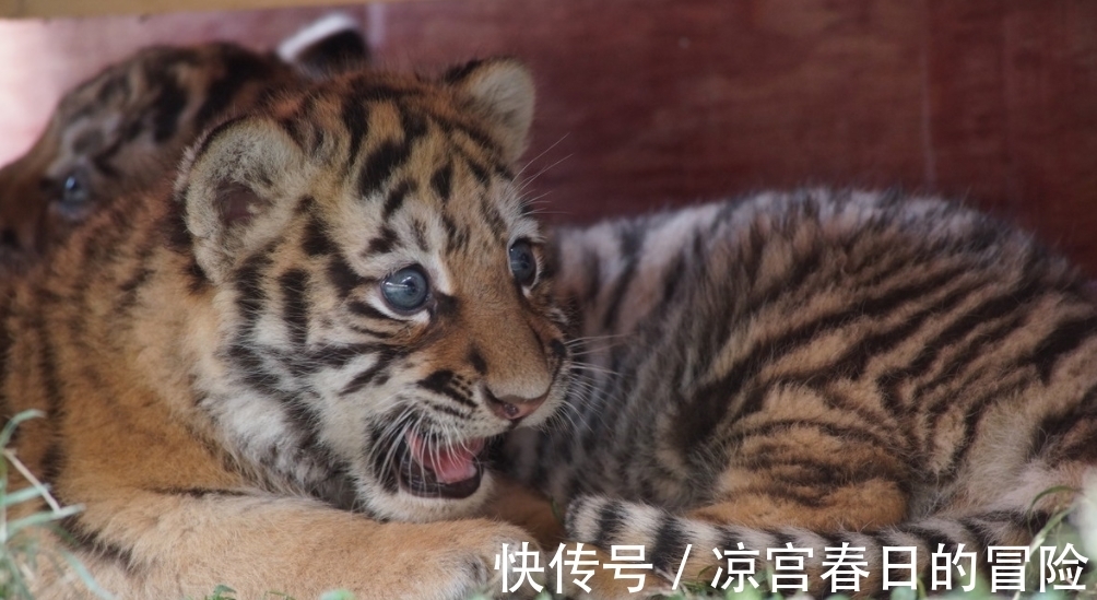 讲究$古人云:虎到中堂,家败人亡啥意思?原来其中的讲究并不简单