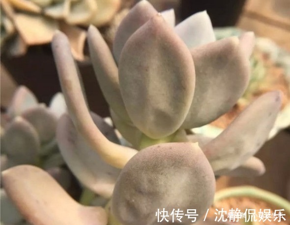 缺水|新手养多肉,看一看捏一捏,轻松掌握浇水,不必再用“3年功”