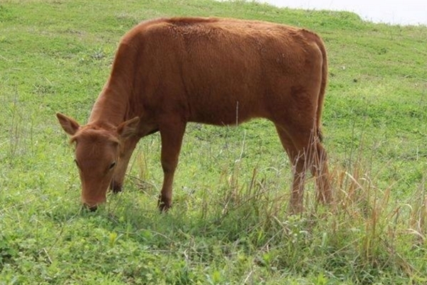 草种|生肖牛背后还有这故事属牛的为什么排在第二，属牛的朋友注意看