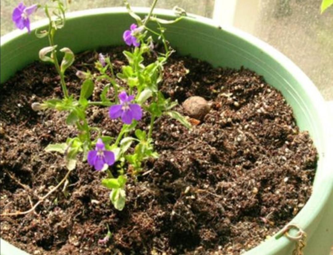 材料|旧花土不要扔,简单处理,掺上几种料,又成很好的“营养土”