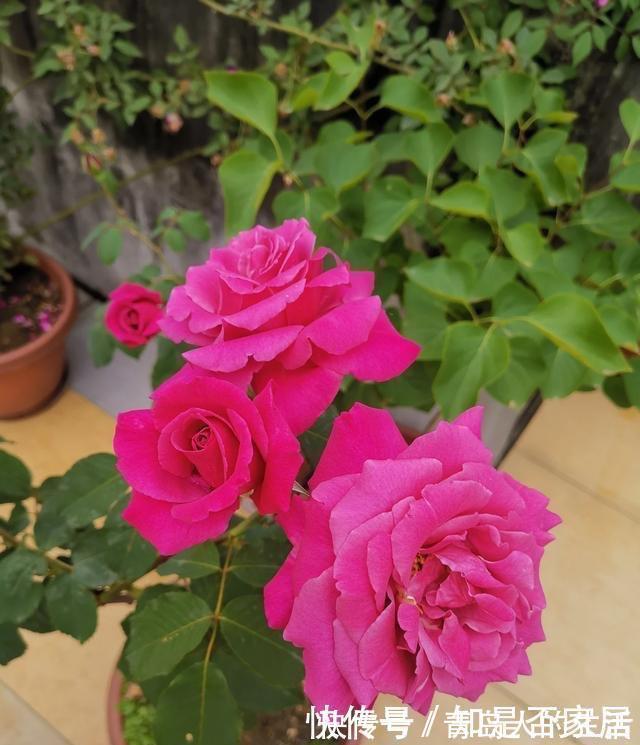 月季|月季黄叶是什么情况?弄清“4点”,一直绿油油,明年“花更多”