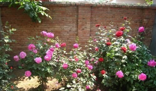 家家都有的1种水,用来浇花,连施肥都省了,养啥旺啥