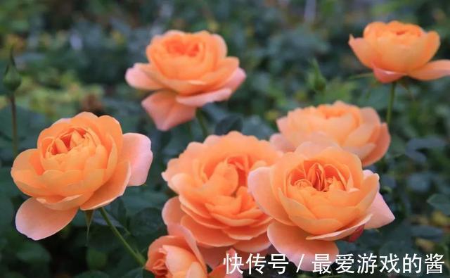 如果阳台只能养一棵月季,我会选它,花量大不易得病长虫