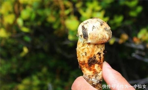 黄唇鱼|法国有鹅肝,俄罗斯有鱼子酱,日本有和牛,中国有什么顶尖食材?