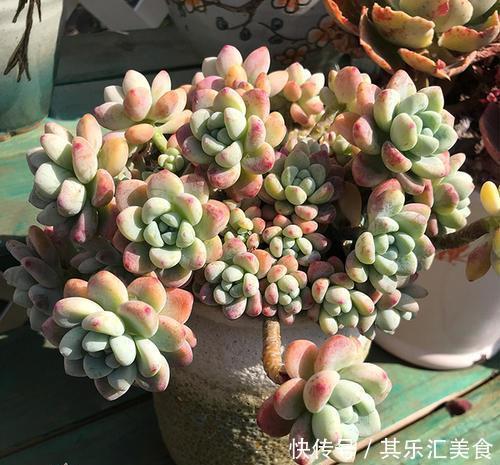 多肉植物|3种多肉植物,叶片有香味,遇水易疯长,养成小老桩!