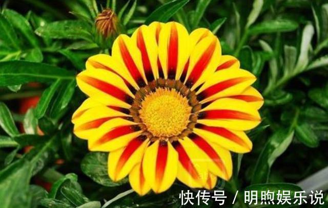 植物|家里养这几款植物,开花四季如春,不用费心,漂亮又好闻