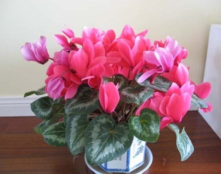 养仙客来，这3个“养护细节”别忽略，花苞多，一年四季都开花！