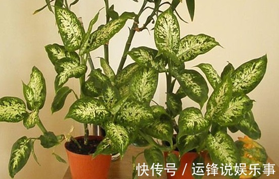 10种不能在室内养的花,家里有老人小孩的要注意!