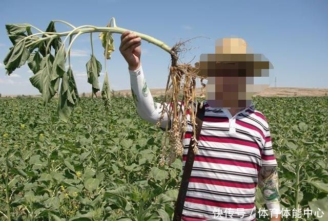 山沟1种“不老草”,爱长蒿草边,祸害农田惹人嫌,谁知是贵草药!