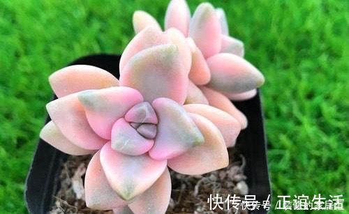 养护|4种高颜值多肉,在家养一盆,好像艺术品,花友:后悔没早点养!