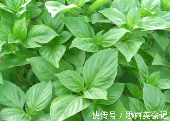 “珍品”柠檬黄三角梅,花姿高雅,赏心悦目,堪称养花必备