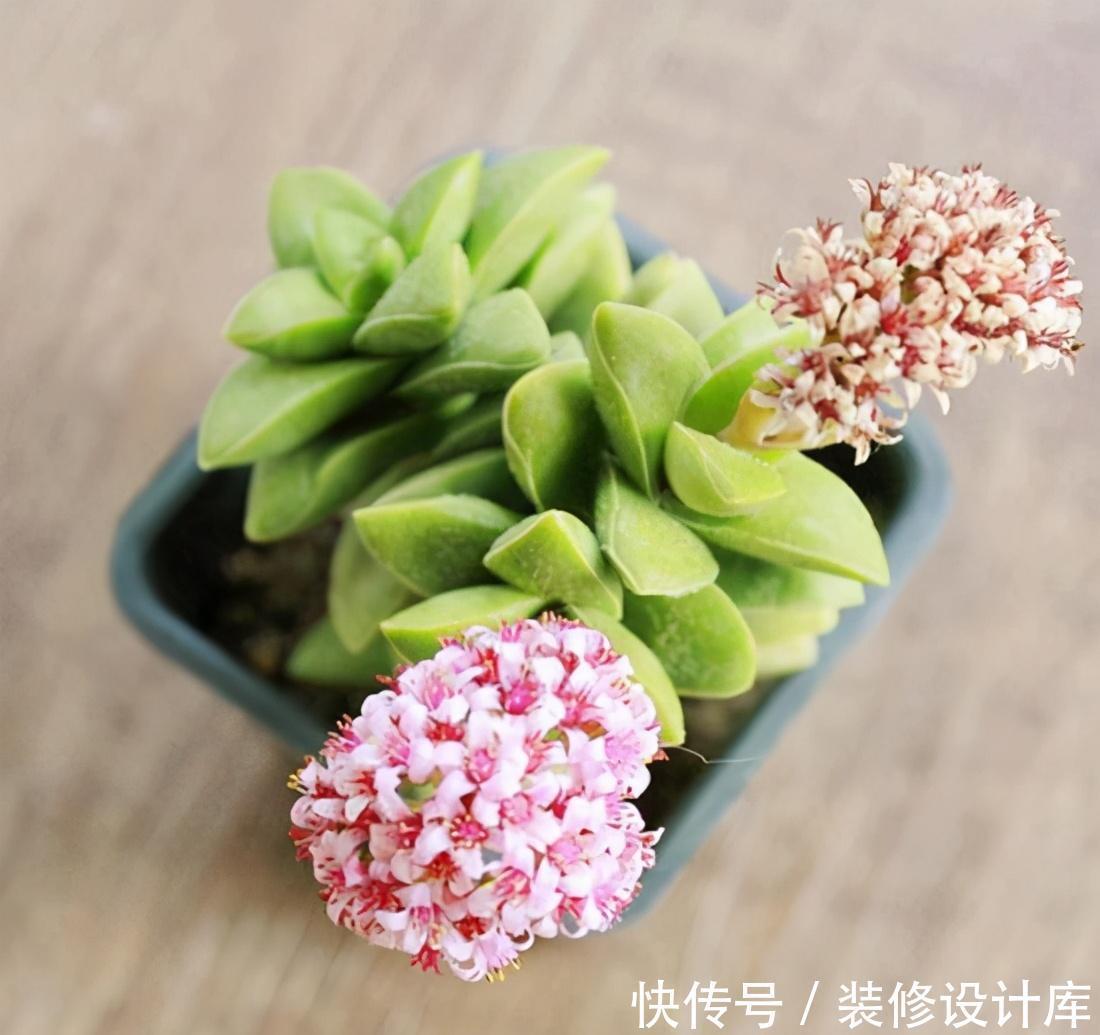 别急|多肉开花别急着剪,先养一养,不比多肉差