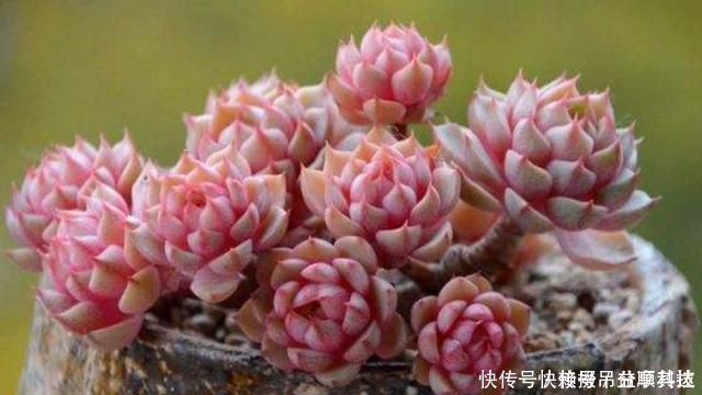 多肉养成“大白菜”教你几个小绝招,个个状态美,谁见都羡慕