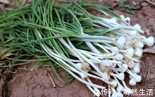 鱼腥草|66种野菜大图片，带你见识不同的野菜和吃法，你想要的野菜这里有