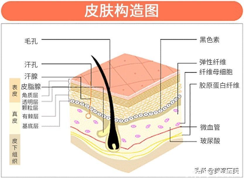 皮脂|揭秘护肤谎言！关于皮肤的10个真相，你需要了解