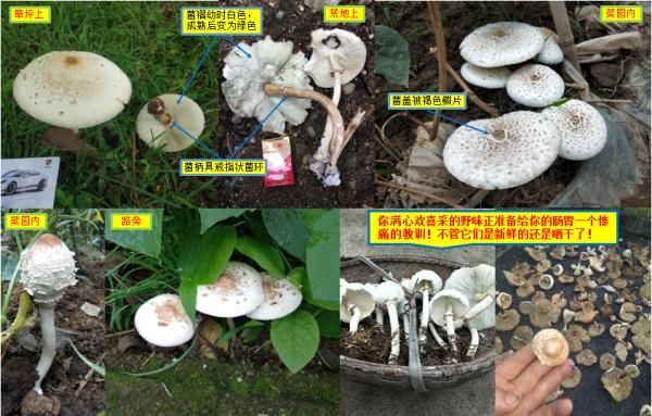 抢救|重庆夫妇吃了小贩卖的菌子后,被送进抢救室!这种菌,云南也有…