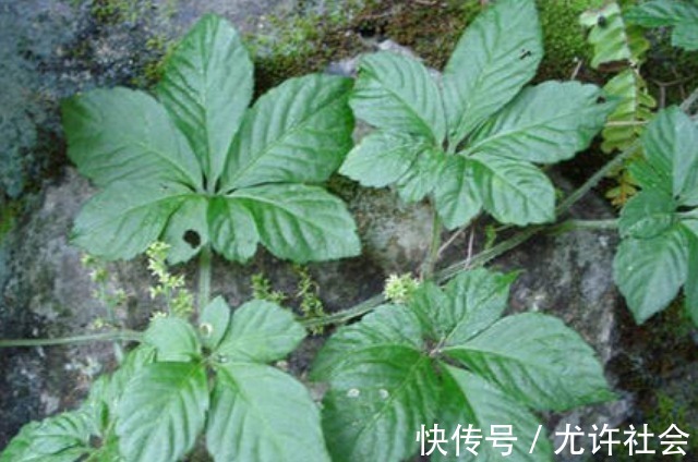 人参|水沟旁的一野草，竟被称为“南方人参”，得三高的不用多吃药了