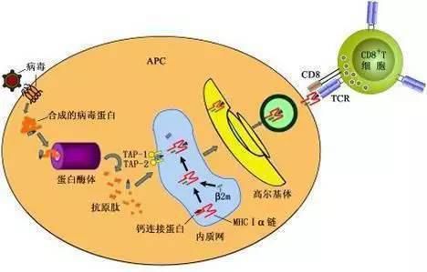 中年|一夜把脸上毒素排干净,越来越漂亮!千万不要错过!