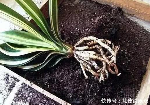 松针土|手把手教你“君子兰”换盆,做好关键几点,年年开花不断,长得旺