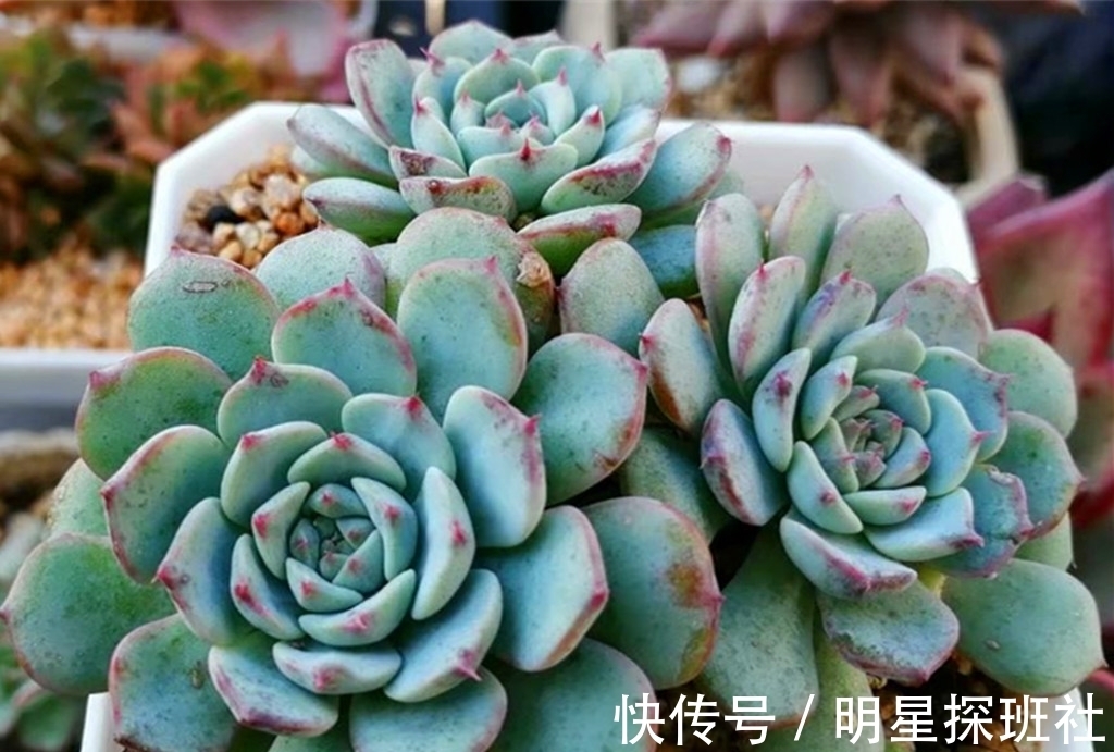 蓝豆|6种多肉秋天施点肥,爆头又上色,但有两类多肉秋天也不适合施肥