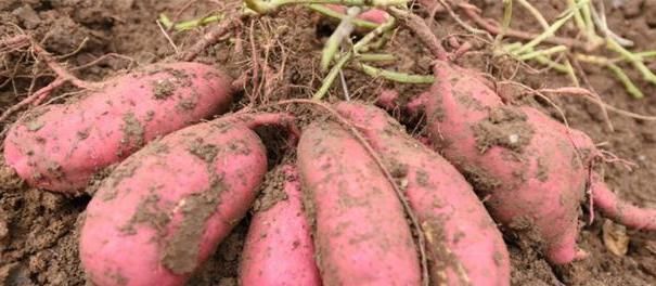红薯糖|红薯是长寿食物，但三种人碰不得！医师：只会适得其反！