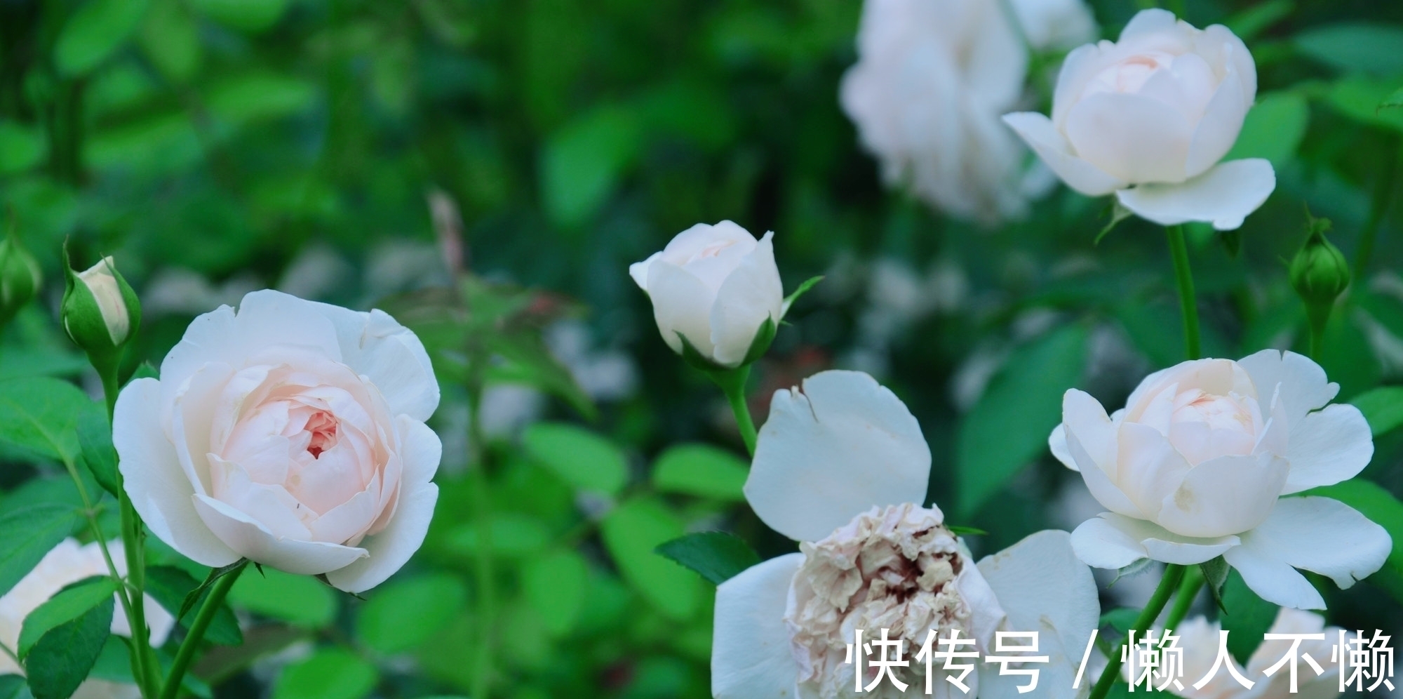 过雨荷花满院香#宁肯媚晚凉,清风匝地随,一抹烟雨红尘事,半盏清欢岁月情