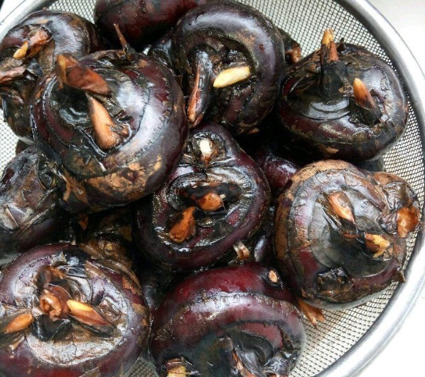 长在土里的4大宝贝,第2被誉为植物肉,第3农村娃才喊得出名儿