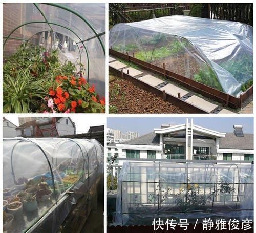 死翘翘|露养多肉万般好？做不好这3件事，一样死翘翘