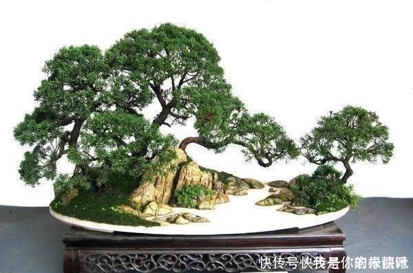 植株|大爷用石头、盘子来养花,布局造景,这就是山水盆景的魅力!