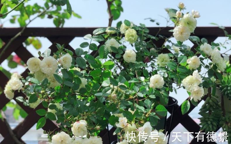 爱情|它是灌木蔷薇，名为绿玫瑰，寓意：永不老去的爱情，人见人爱