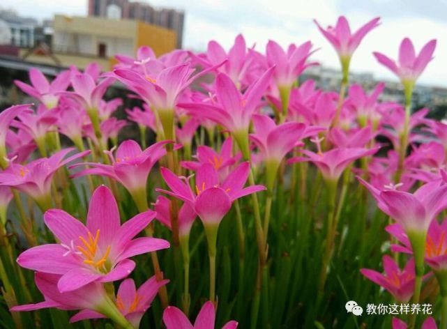 这种球乱养都能活,丢盆里1个月开花,开花太惊艳