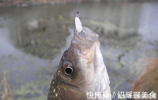 空竿率|野钓鲫鱼顿口不停却空竿不止,一个小招数,马上开始连杆实口