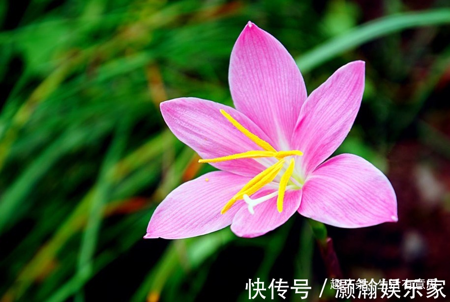 此花，人称“不死花”，耐寒耐高温！教你几招，3年开花，花开3年