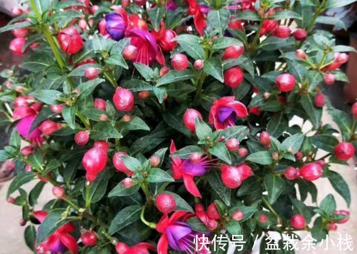 它盛开中的花朵像一个个灯笼，挂满枝头真喜庆，好看又好养