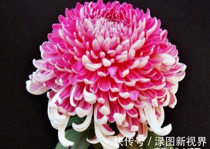 妖娆|喜欢菊花，不如养盆“菊中珍品”大红如意，花似如意，优雅妖娆！
