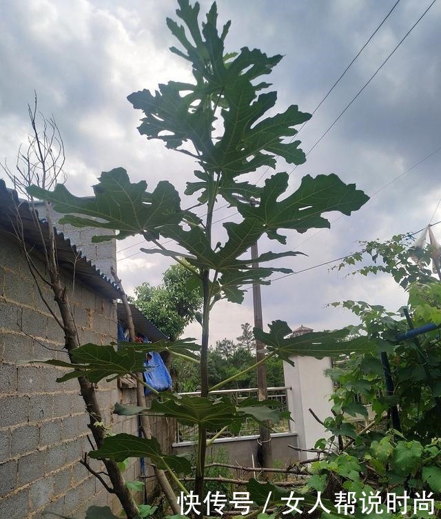 庭院栽种好吃易养的三棵不同品种无花果!