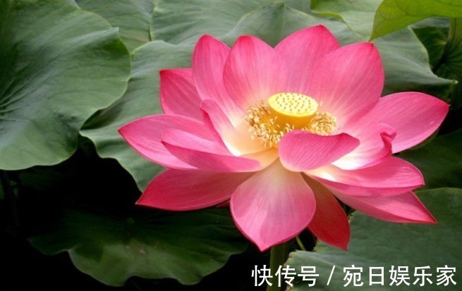 父母|孩子出生在阴历这3天,孝顺乖巧出人头地,父母享福生活美好