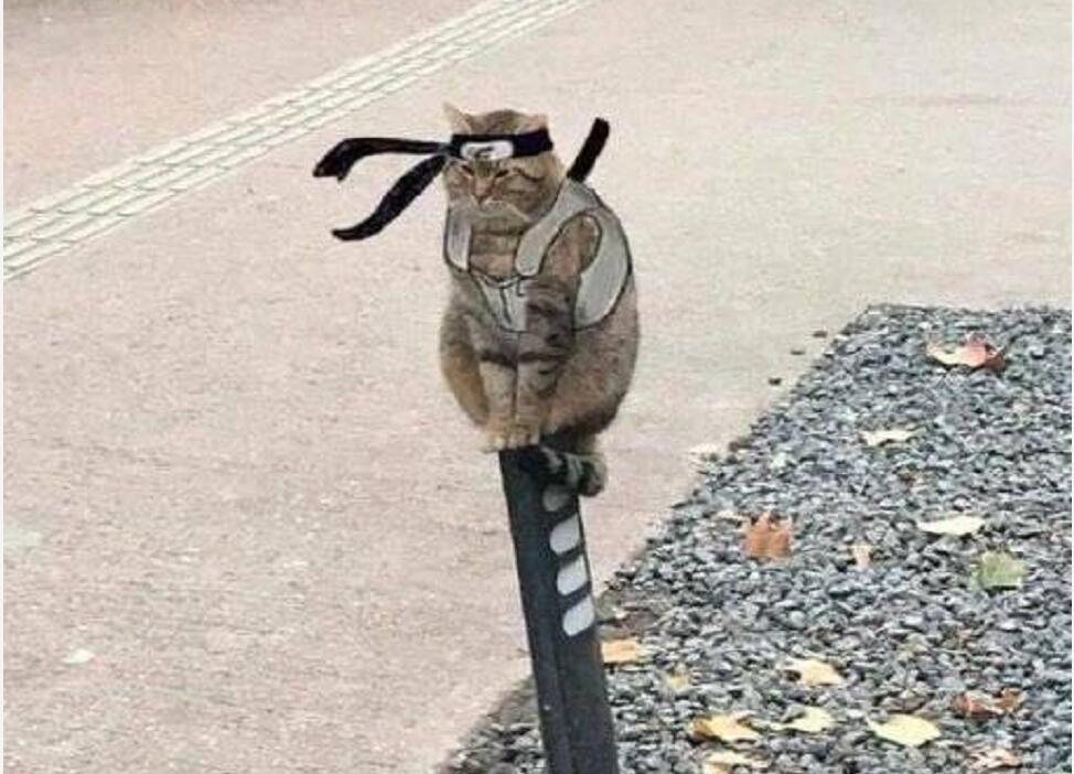 只猫|当猫cosplay《火影》,认出斑爷,认出鼬,能认出小樱吗