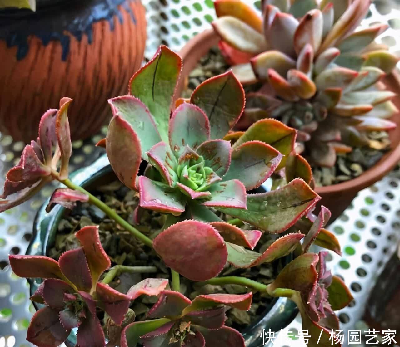莲花掌属的多肉,好看又好养,入股不亏
