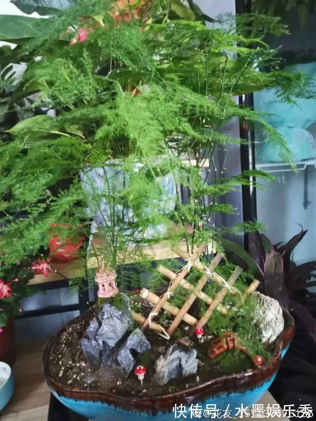 6种杀菌花,杀菌去异味,家里空气更干净!